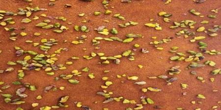 البسبوسة باللوز وجوز الهند