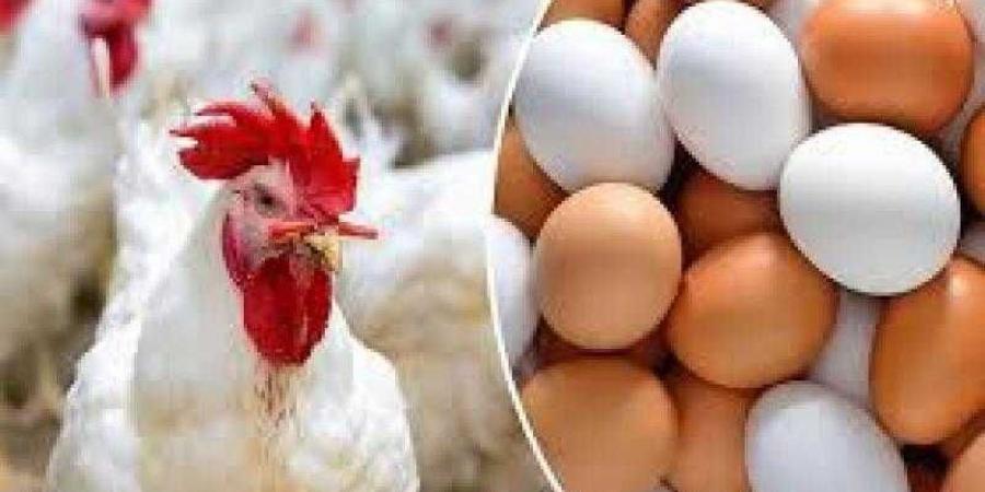 ارتفاع أسعار الدواجن في أسواق الإسكندرية.. وكيل الفراخ البيضاء يصل 108 جنيهات